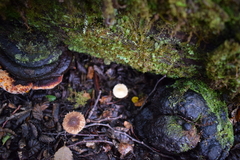 Postia pelliculosa