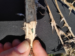 Meliboeus amethystinus