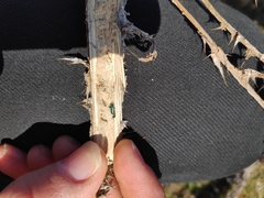 Meliboeus amethystinus