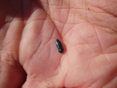 Meliboeus amethystinus