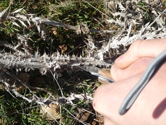 Meliboeus amethystinus