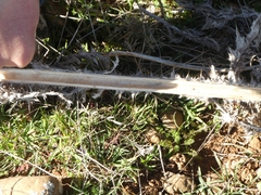 Meliboeus amethystinus