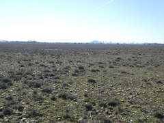 Meliboeus amethystinus