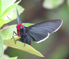 Pyrrhopyge charybdis