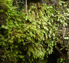 Bryophyta
