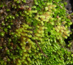 Bryophyta