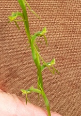 Habenaria filicornis