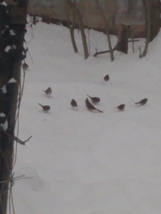 Cardinalis cardinalis