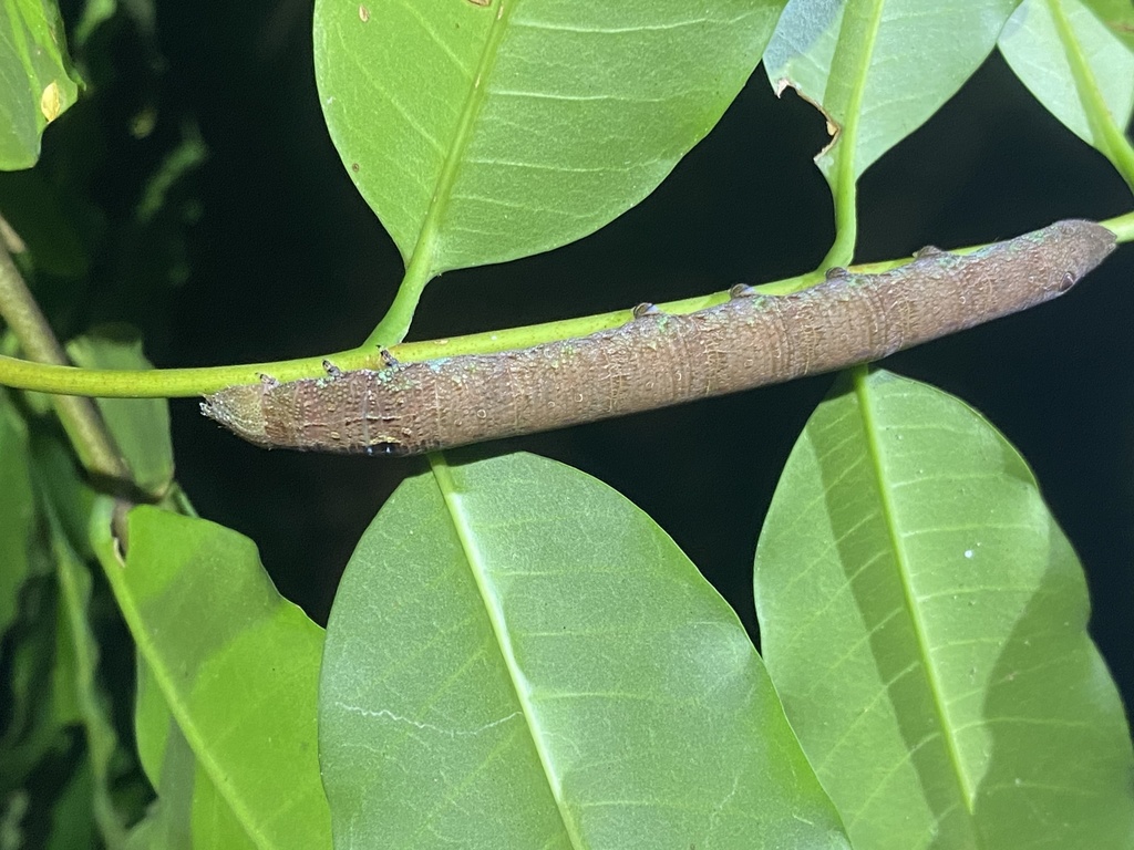 Erinnyis oenotrus