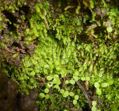 Bryophyta