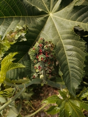Ricinus communis