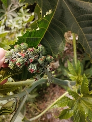 Ricinus communis