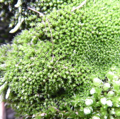 Bryophyta