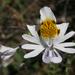 Schizanthus pinnatus - Photo (c) Claudio Alvarado Solari, algunos derechos reservados (CC BY-NC)