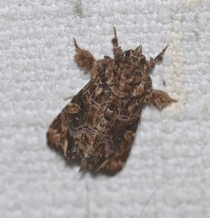 Callopistria rivularis