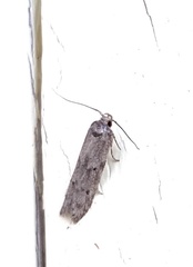 Holcocera chalcofrontella