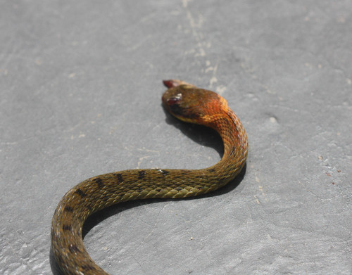 Rhabdophis chrysargos