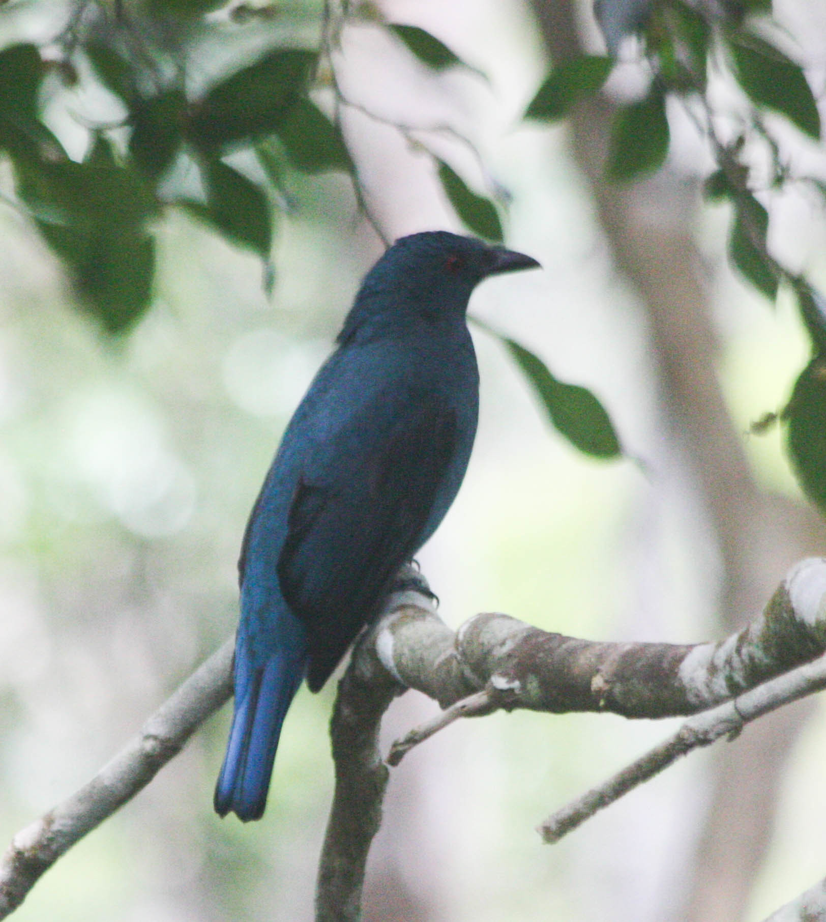 Asian Fairy-bluebird