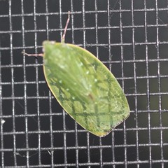 Anabunda murrayfletcheri