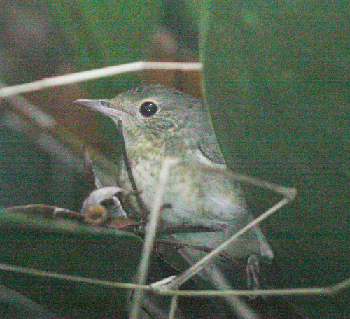 Larvivora cyane