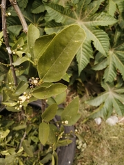 Citrus