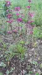 Viscaria vulgaris