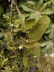 Citrus