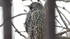 Sturnus vulgaris