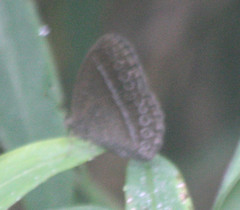 Mycalesis janardana
