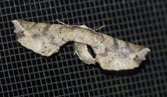 Parepisparis excusata