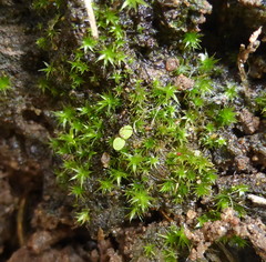 Bryophyta