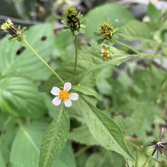 Bidens pilosa image