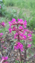 Viscaria vulgaris