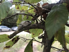 Hyla chrysoscelis