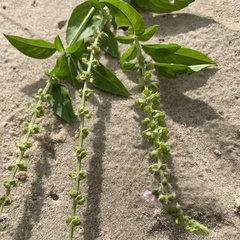 Ocimum americanum image