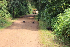 Allochrocebus lhoesti