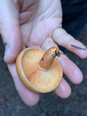 Lactarius aestivus