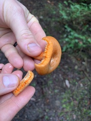 Lactarius aestivus
