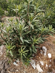 Baccharis salicifolia