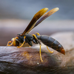 Polistes infuscatus