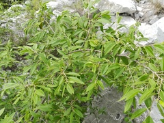 Neopringlea integrifolia