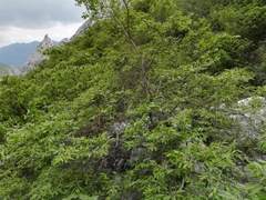 Neopringlea integrifolia