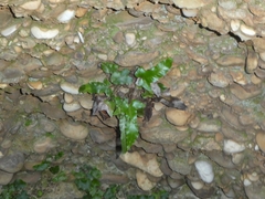 Asplenium sagittatum