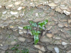 Asplenium sagittatum