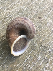 Cyclophorus malayanus