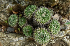 Mammillaria karwinskiana karwinskiana