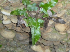Asplenium sagittatum