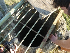 Asplenium sagittatum