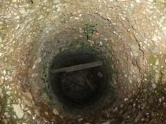 Asplenium sagittatum