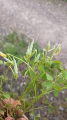 Oxalis dillenii